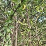 Combretum mossambicense Folio