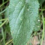 Scrophularia oblongifolia পাতা