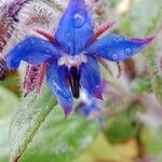 Borago officinalis 花