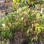 Protea repens Habitat