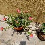 Portulaca grandifloraЛист