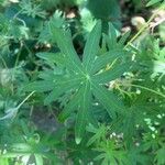 Geranium sanguineum Leaf