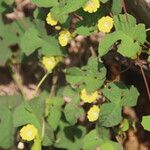 Merremia hederacea Habit