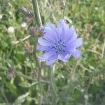 Cichorium intybusBlüte