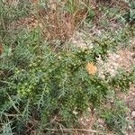 Asparagus horridus Fruit