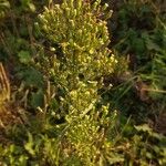 Conyza canadensis Flor