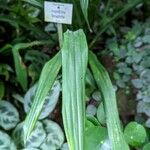 Aspidistra longifolia 叶