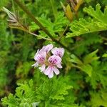 Pelargonium × asperum Flower