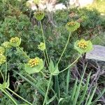 Bupleurum stellatum Habit