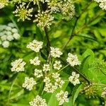 Cicuta maculata Flower