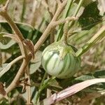 Solanum campylacanthum Frukt