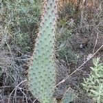 Opuntia engelmannii Foglia