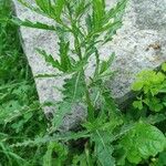 Cirsium arvense Blad