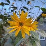 Helianthus petiolaris Flower