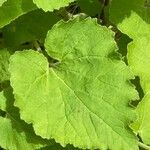 Campanula alliariifolia Blatt