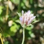 Pterocephalus plumosus Fleur