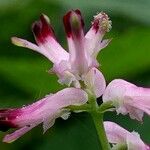 Fumaria muralis Fiore