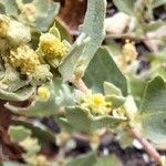 Atriplex laciniata Žiedas