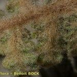 Cosentinia vellea Libunga