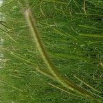 Hordeum bulbosum Fruit