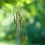 Carex pendula Hostoa