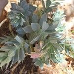 Euphorbia myrsinitesFrunză