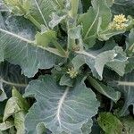 Brassica oleracea Blatt