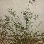 Bromus diandrus 形態