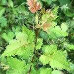 Crataegus phaenopyrum Foglia