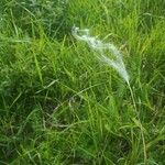 Stipa pennata Owoc