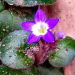 Coccocypselum hirsutum Flower