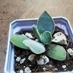 Crassula cotyledonis Leaf