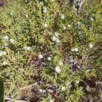 Juniperus osteosperma Fruit