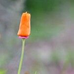 Eschscholzia californicaफूल