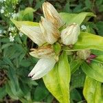 Gentiana alba