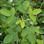 Oxalis barrelieri Leaf