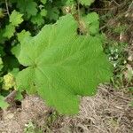 Rubus alceifolius Levél