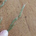 Festuca gigantea Λουλούδι