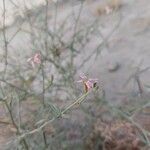 Farsetia aegyptia Květ