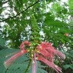 Calliandra houstoniana Flor