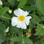 Cistus salviifolius 花