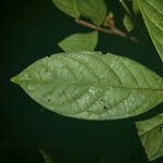 Inga cylindrica Leaf