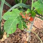 Jatropha podagrica Φύλλο