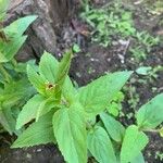 Epilobium montanumपत्ता