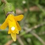 Hatiora salicornioides Flower