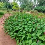 Bistorta amplexicaulis Habit