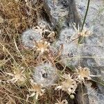 Lactuca tuberosa Arall