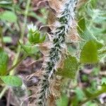 Polystichum acrostichoides Bark