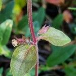 Thymus pulegioides पत्ता