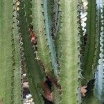 Euphorbia abyssinica Blatt
